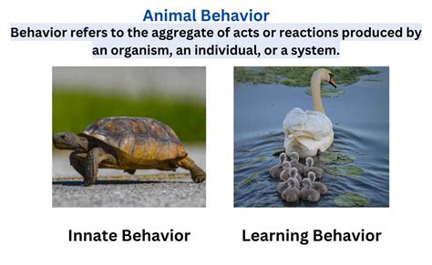 Is Zoochosis Multiplayer: Exploring the Depths of Virtual Animal Behavior