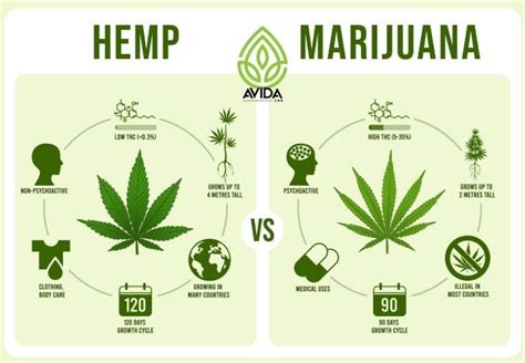 Will Hemp Protein Show on a Drug Test? And Why Do Bananas Dream of Electric Sheep?